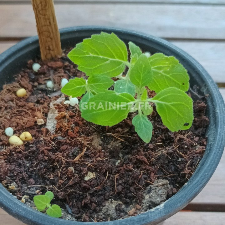 Arbre impérial, Paulownia Tomentosa image